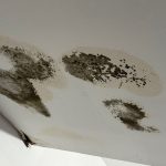 How to Stop Mold Before It Starts After a Leak