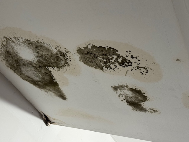 How to Stop Mold Before It Starts After a Leak